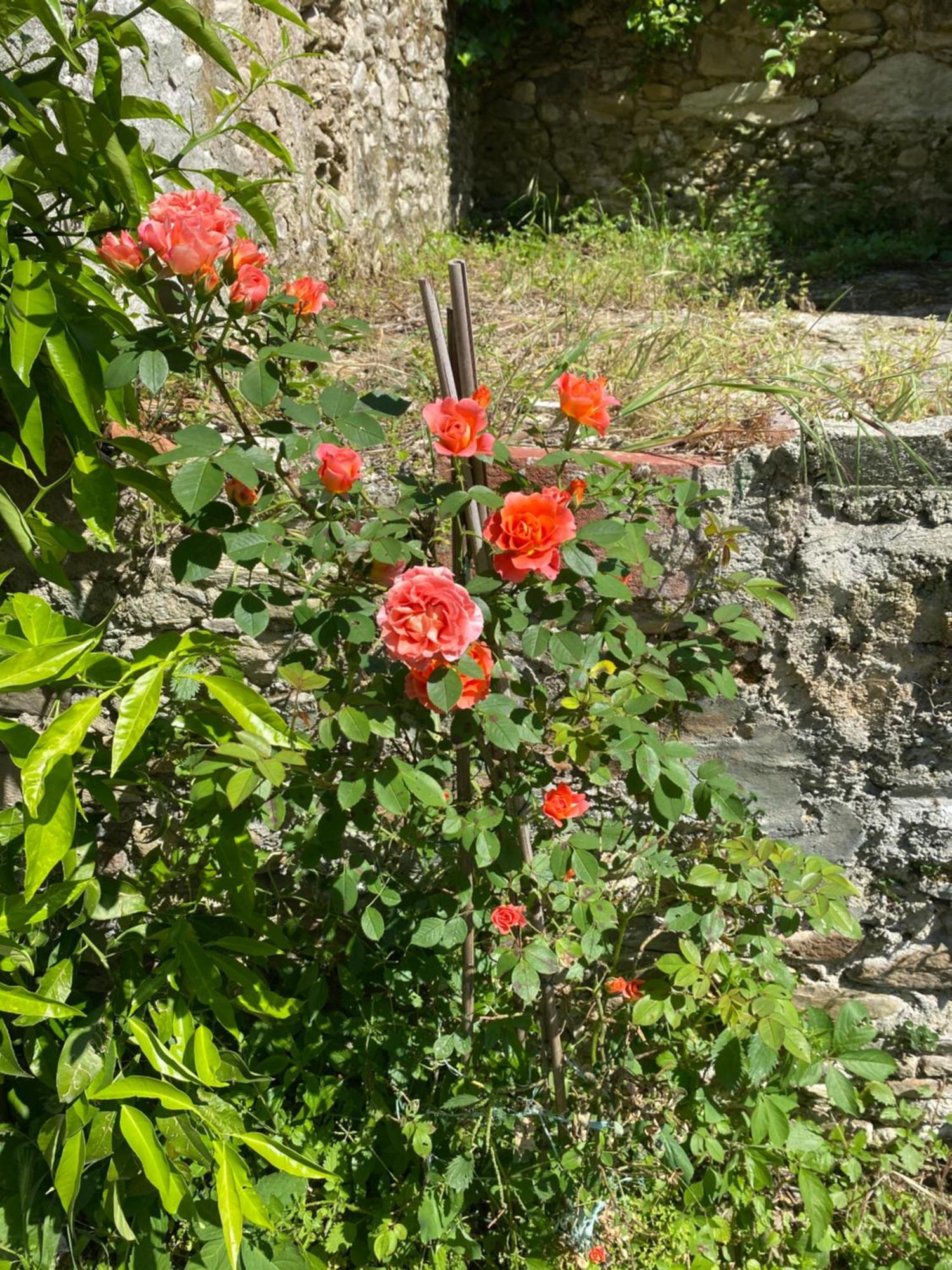 Dolce Vita In Tuscany Cottage Capannori Exterior foto